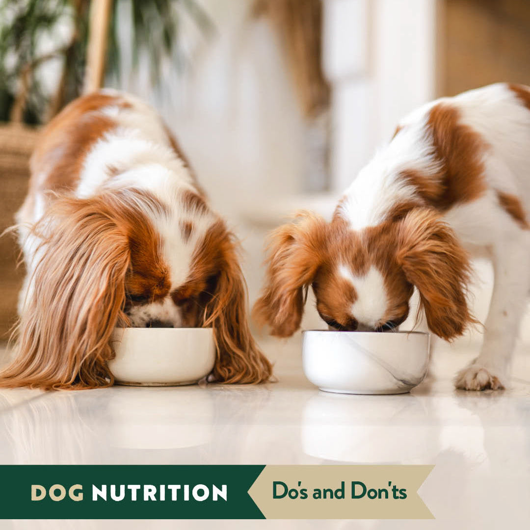 Dog Nutrition