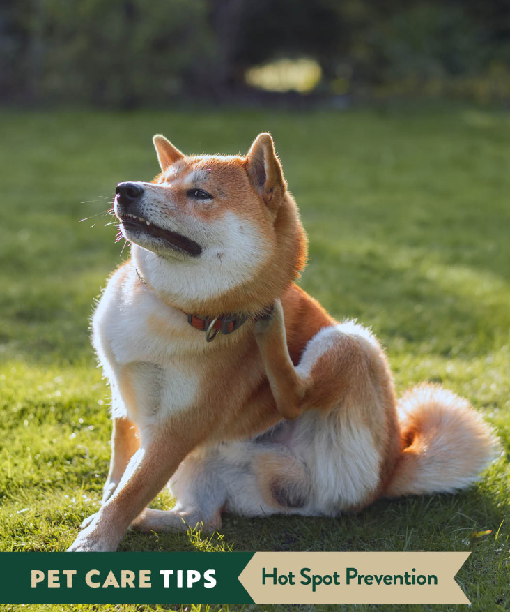 Hot Spot Prevention in Dogs: Keep Your Furry Friend Comfortable