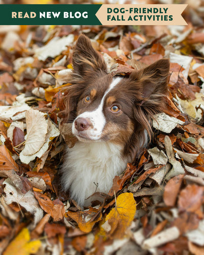 Dog-Friendly Fall Adventures: The Best Outdoor Activities For You and Your Pup