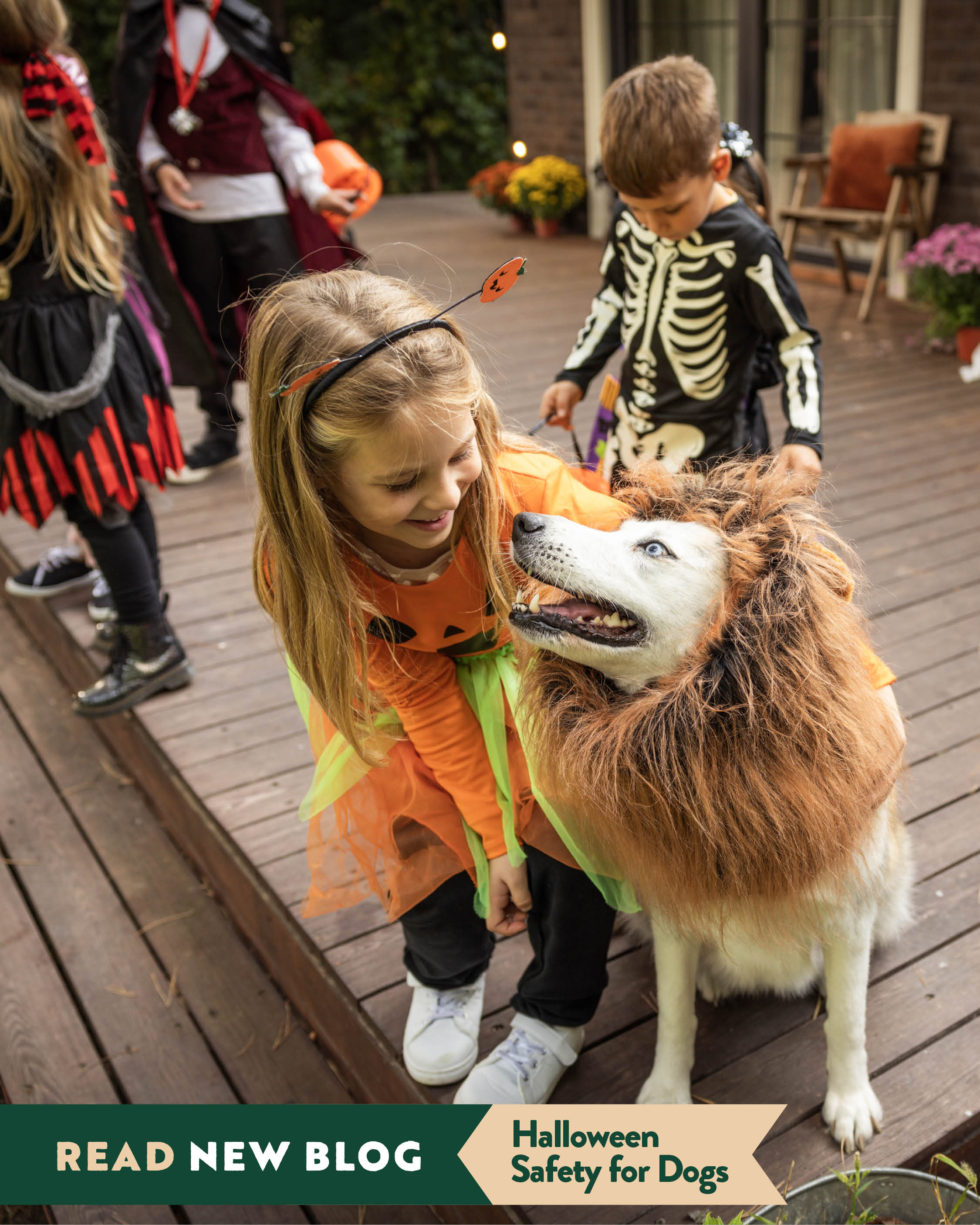 Spooky Season Safety: How to Keep Your Dog Safe This Halloween