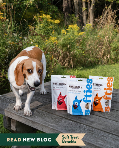 Meet Northern Softies: The Perfect Treat for Every Adventure