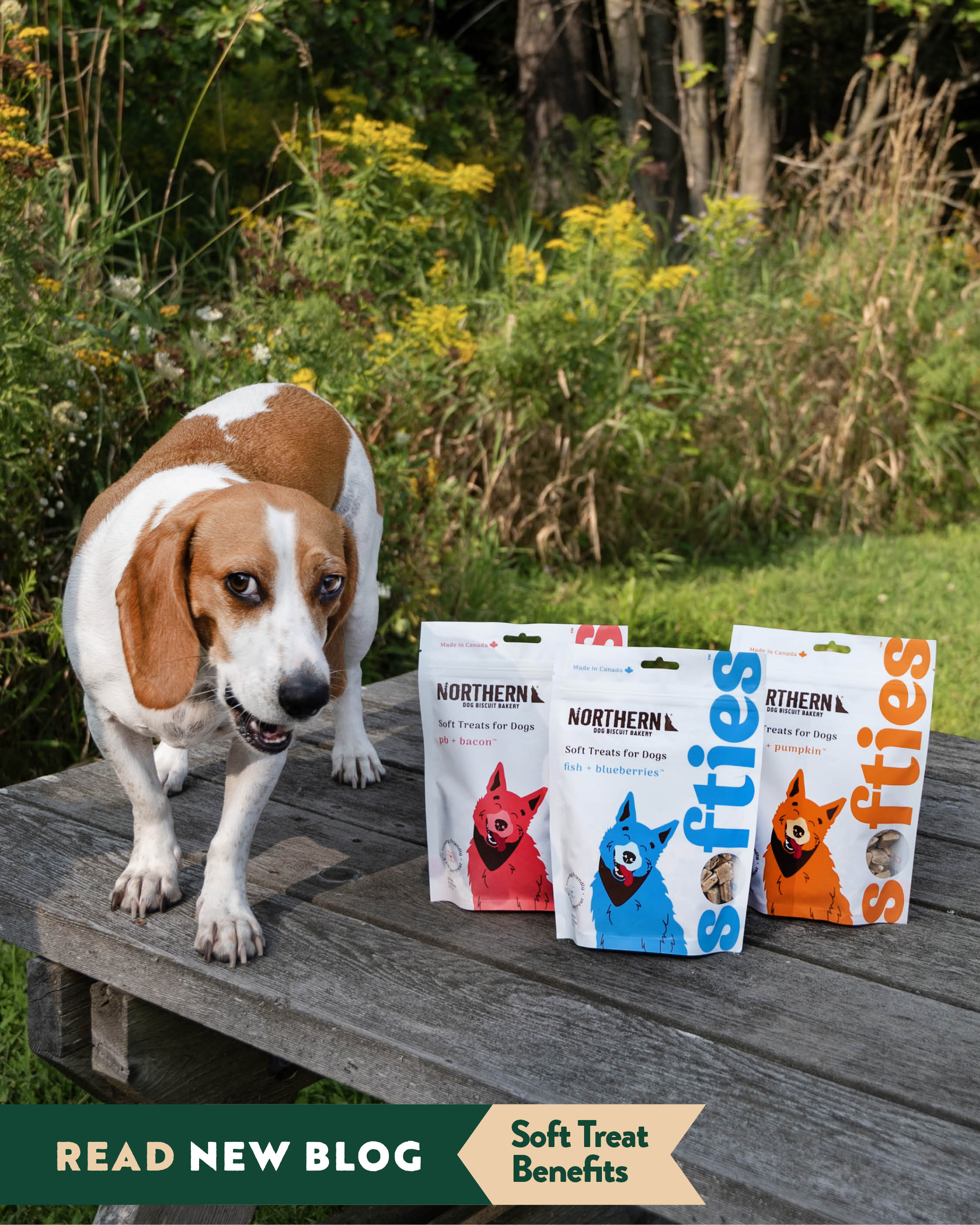 Meet Northern Softies: The Perfect Treat for Every Adventure