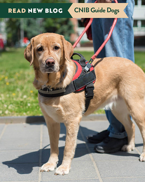 CNIB Guide Dogs: Helping the Blind Navigate the World with Confidence