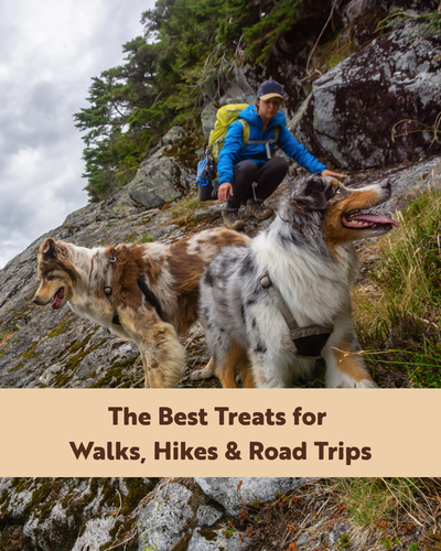 The Best Treats for Walks, Hikes and Road Trips
