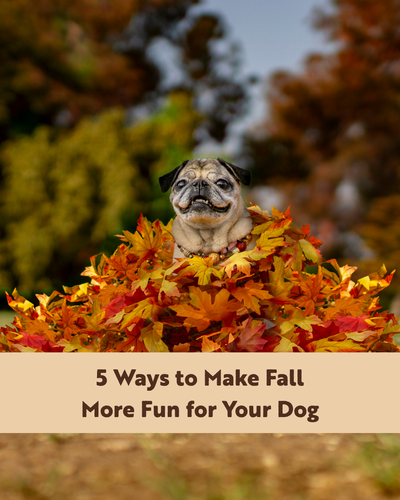 5 Ways to Make Fall More Fun for Your Dog