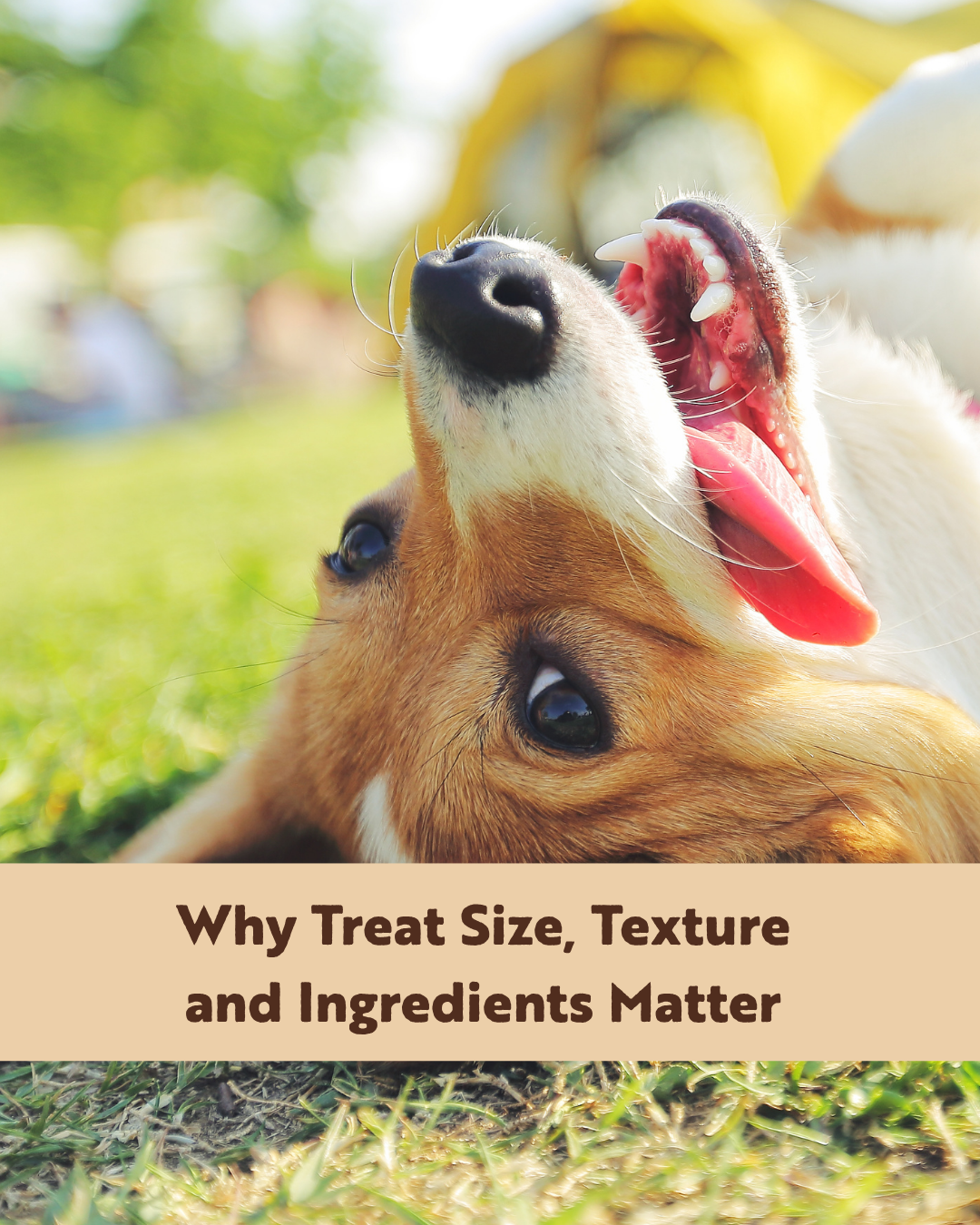 Why Treat Size, Texture and Ingredients Matter