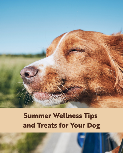 Summer Wellness Tips and Treats for Your Dog
