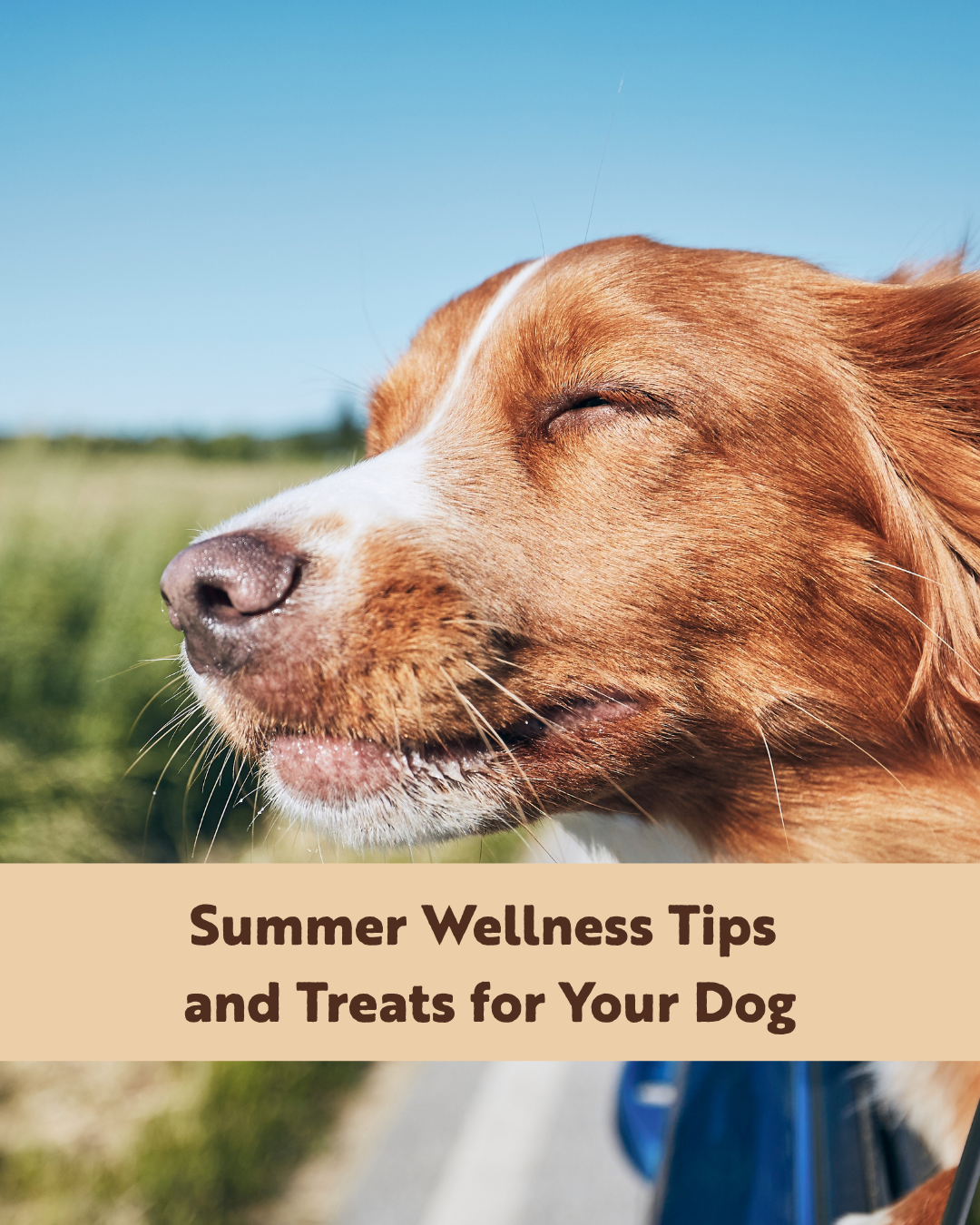 Summer Wellness Tips and Treats for Your Dog