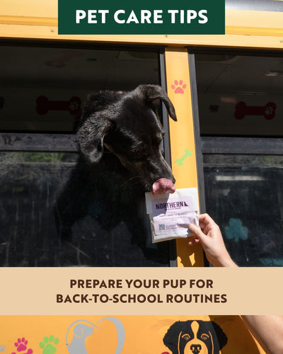 Prepare Your Pup for Back‑to‑School Routines