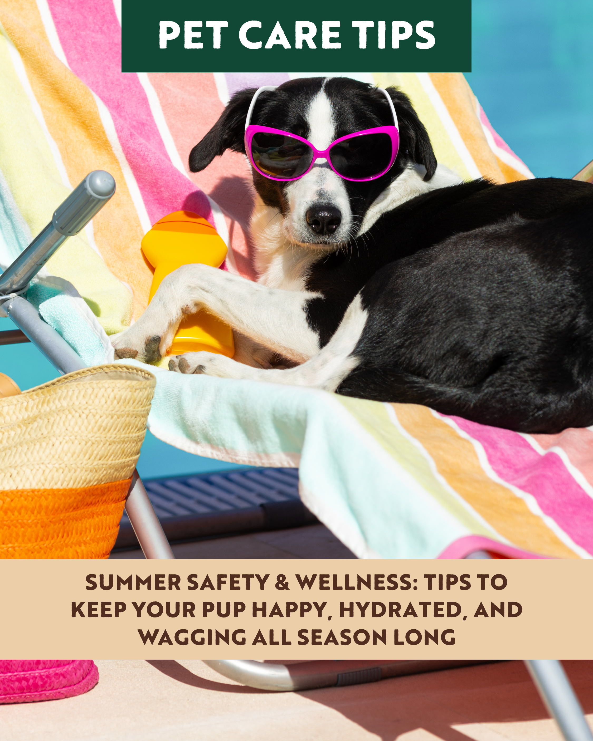 Summer Safety and Wellness: Tips to Keep Your Pup Happy, Hydrated, and Wagging All Season Long