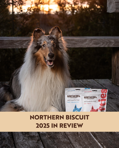 Northern Biscuit 2025 in Review