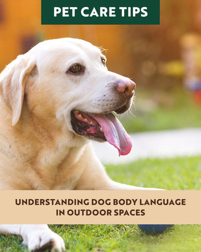 Understanding Dog Body Language in Outdoor Spaces