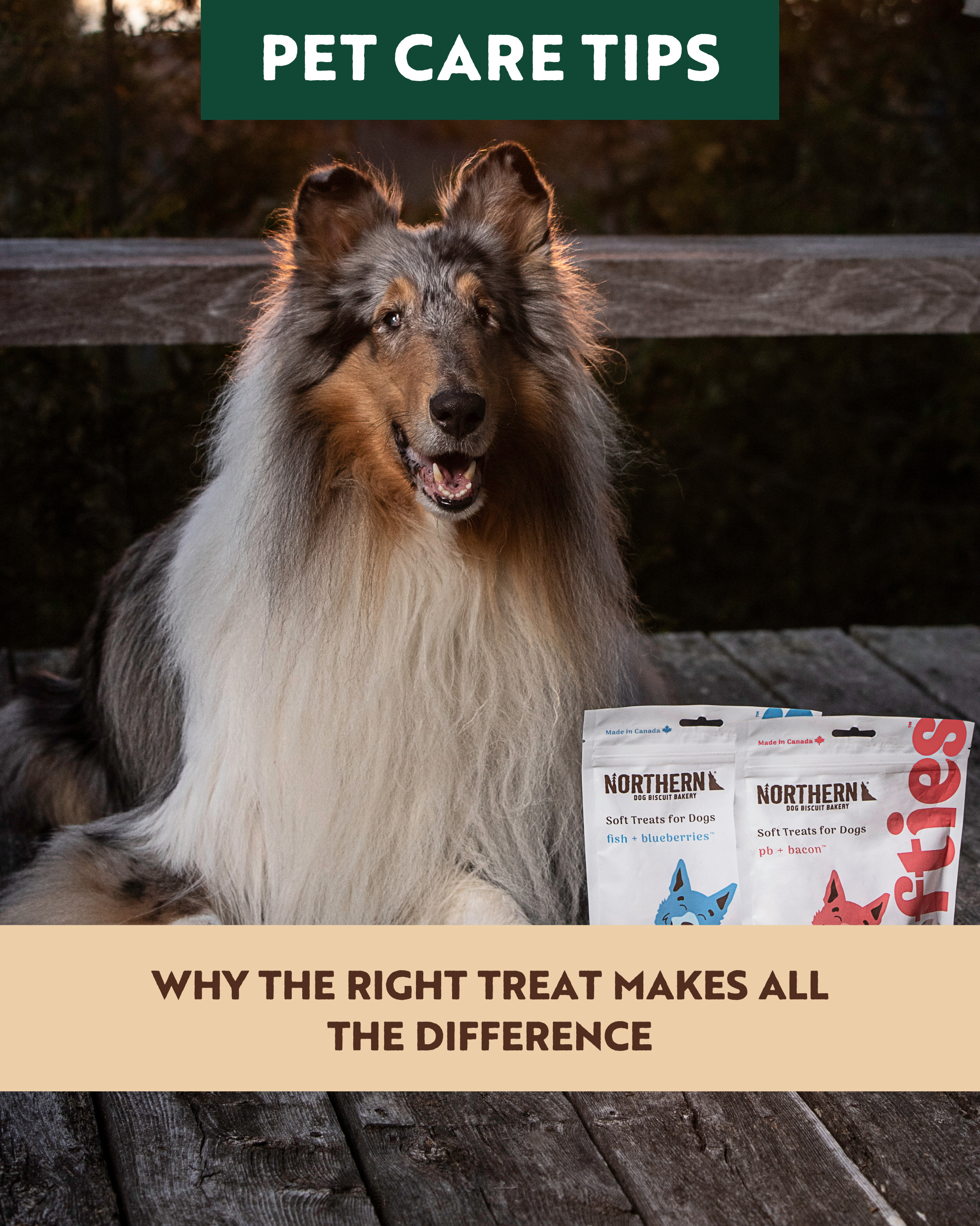Why the Right Treat Makes All the Difference