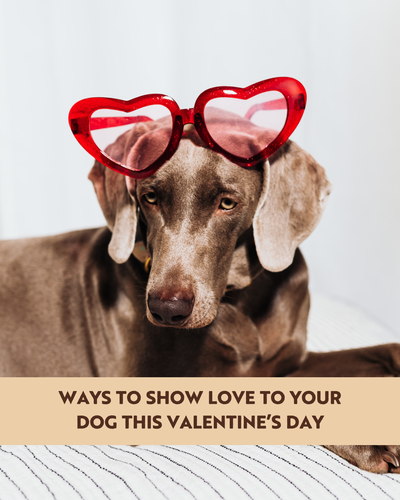 Ways To Show Love To Your Dog This Valentine’s Day