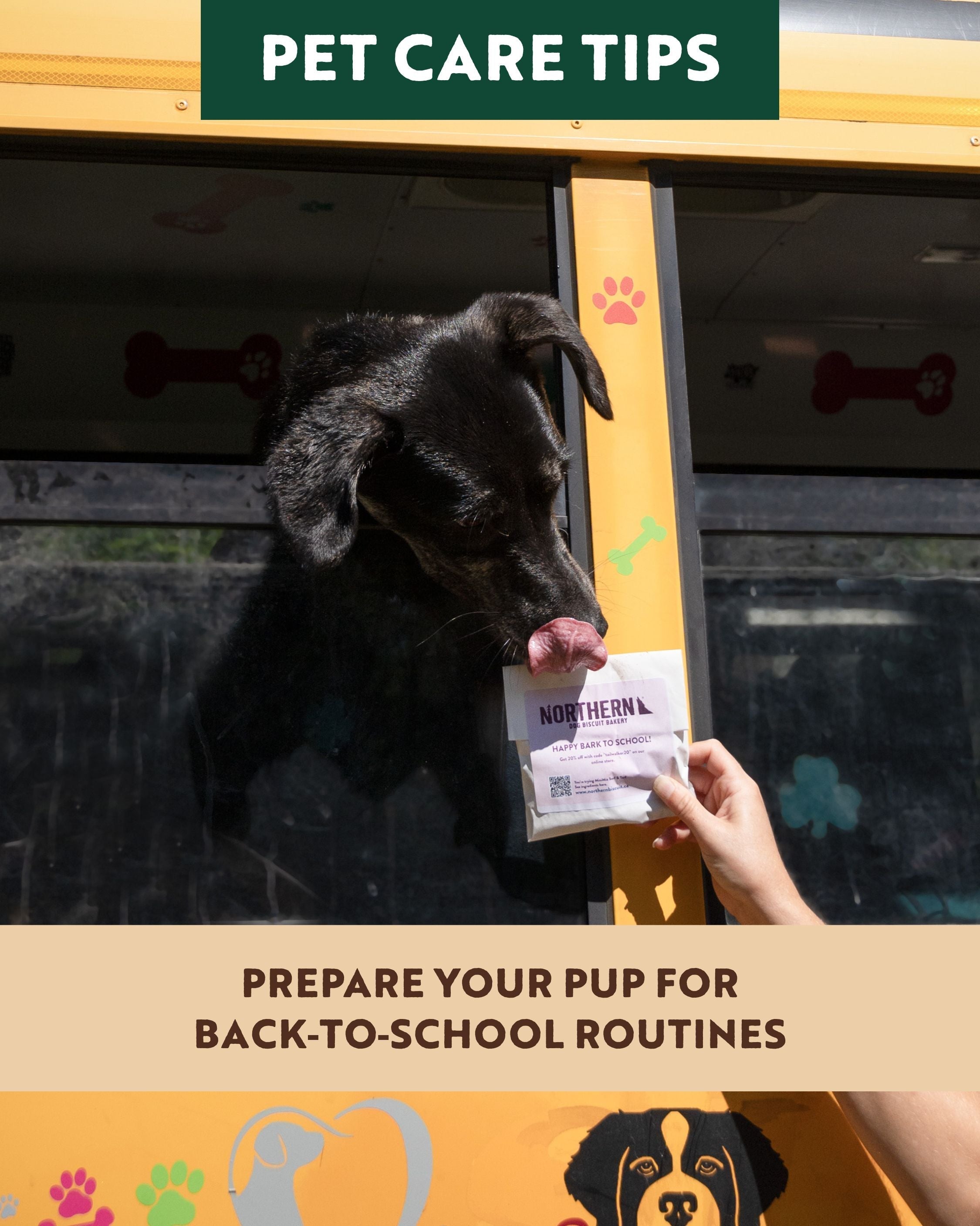 Prepare Your Pup for Back‑to‑School Routines