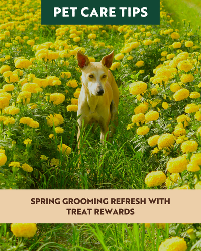 Spring Grooming Refresh with Treat Rewards
