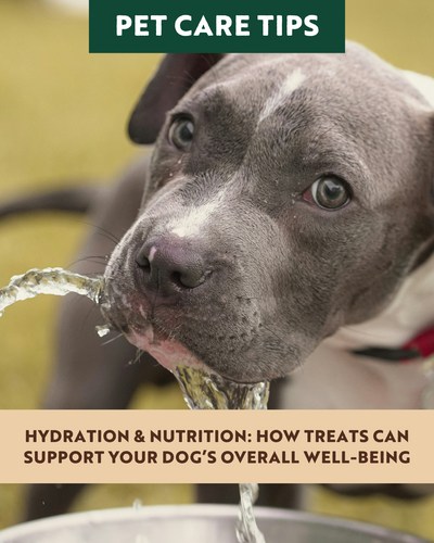 Hydration & Nutrition: How Treats Can Support Your Dog’s Overall Well-Being