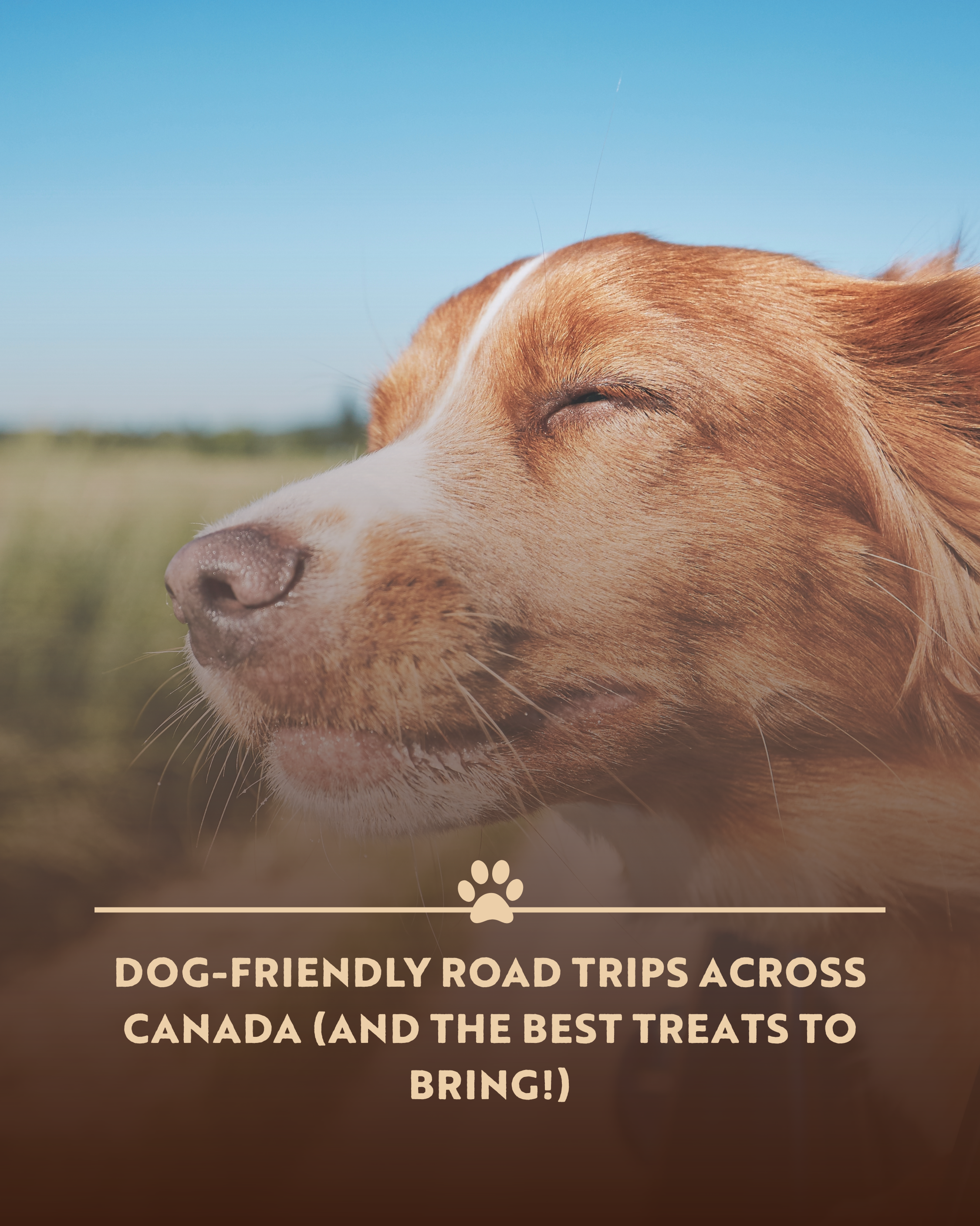 Dog-Friendly Road Trips Across Canada (and the Best Treats to Bring!