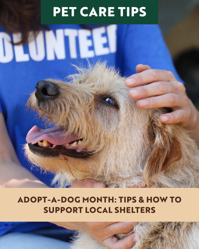 Adopt-a-Dog Month: Tips & How to Support Local Shelters