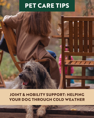 Joint & Mobility Support: Helping Your Dog Through Cold Weather