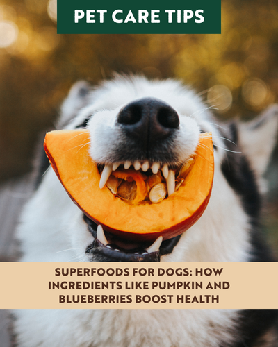 Superfoods for Dogs: How Ingredients Like Pumpkin and Blueberries Boost Health