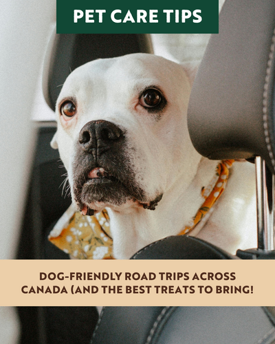Dog-Friendly Road Trips Across Canada (and the Best Treats to Bring!