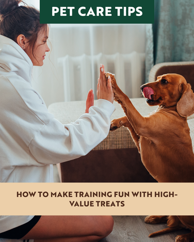 How to Make Training Fun with High-Value Treats
