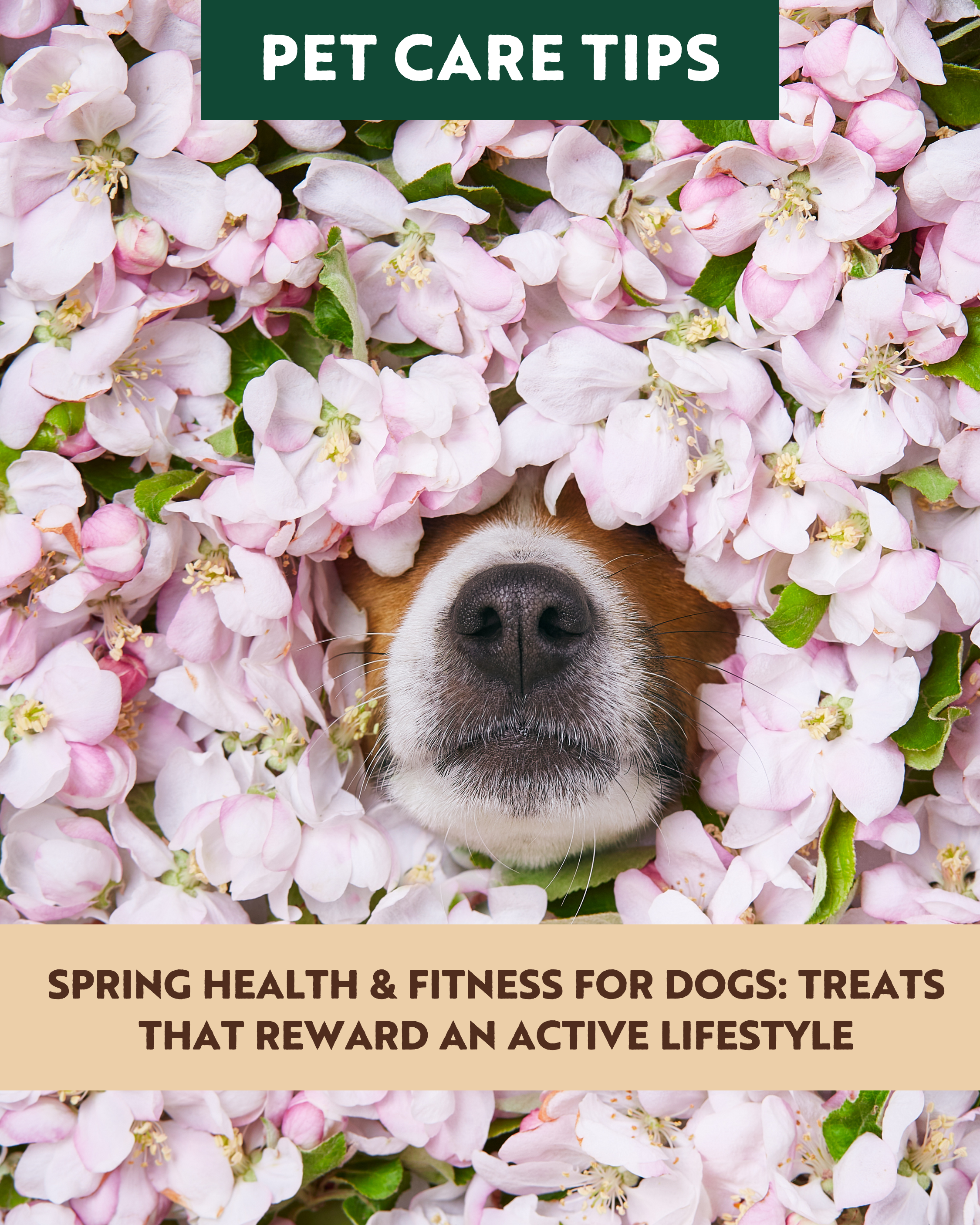 Spring Health & Fitness for Dogs: Treats That Reward an Active Lifestyle