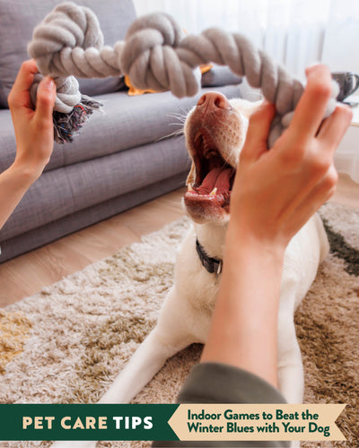 Indoor Games to Beat the Winter Blues with Your Dog