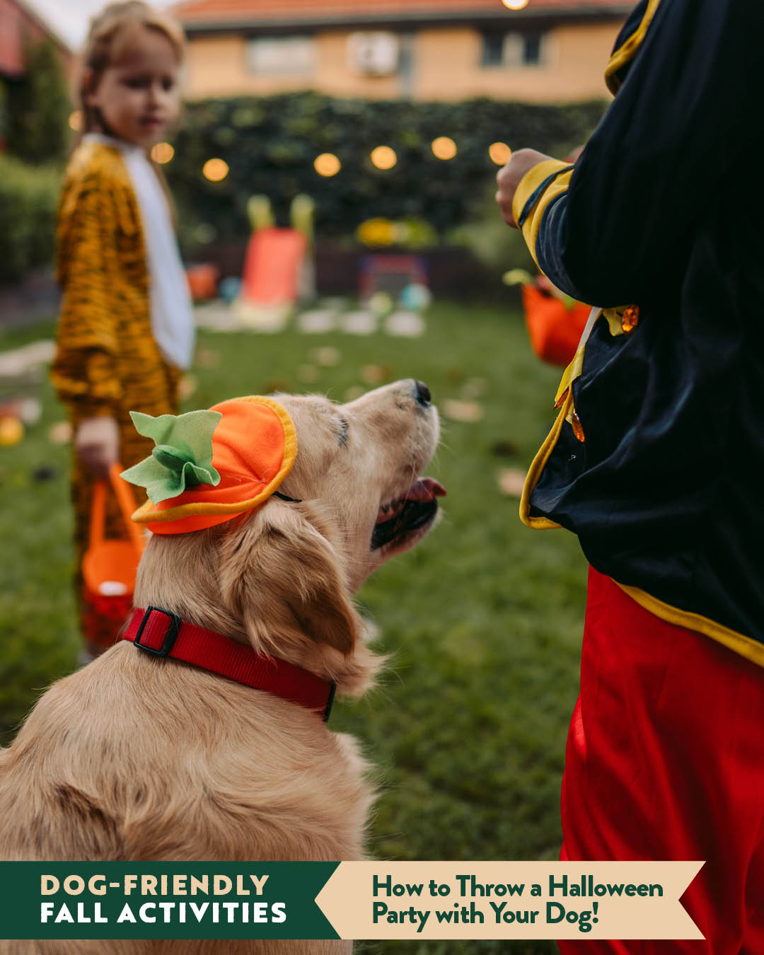 How to Throw a Halloween Party with Your Dog