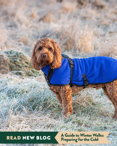 A Guide to Winter Walks: Preparing for the Cold