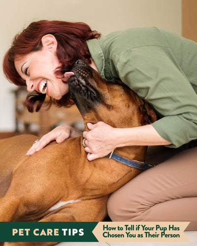 How To Tell If Your Pup Has Chosen You As Their "Person"