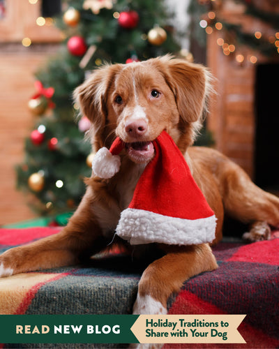 Holiday Traditions to Share with Your Dog