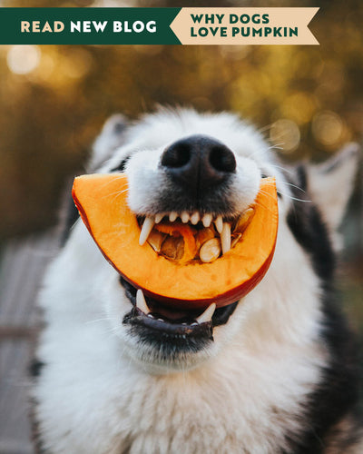 Why Dogs Love Pumpkin (And How It Loves Them Back!)