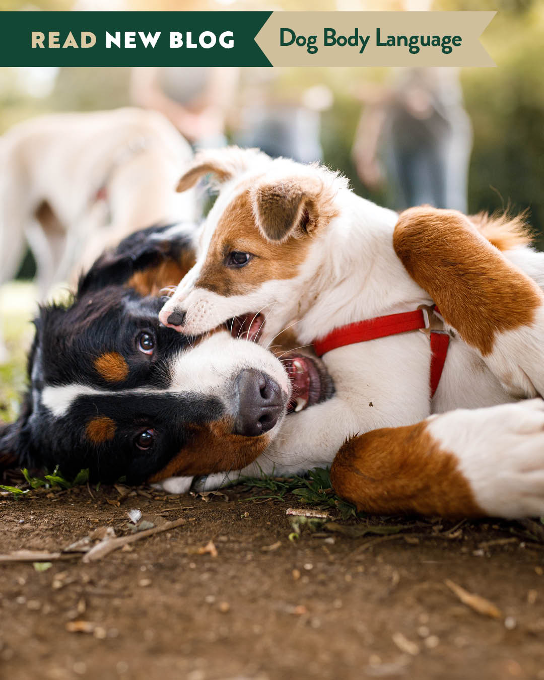 Understanding Dog Body Language: Five Key Signals to Know