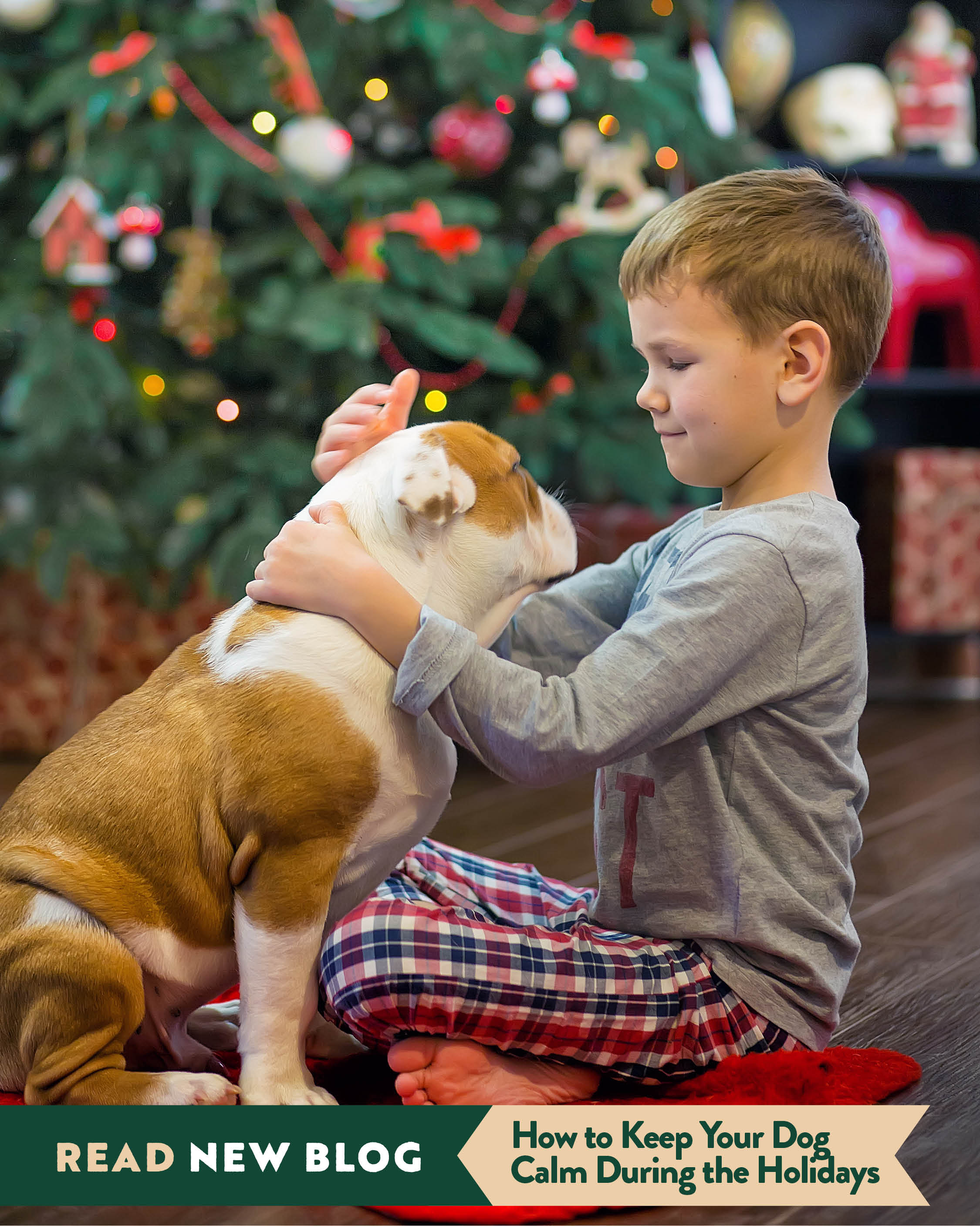 How to Keep Your Dog Calm During Holiday Gatherings