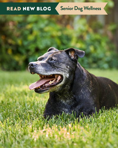 8 Ways To Prepare Your Dog For Their Senior Years