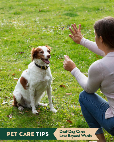 Caring for Deaf Dogs: Essential Tips for a Happy, Healthy Life