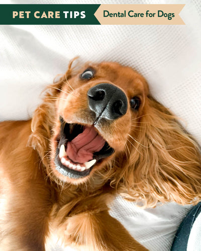 Dental Health for Dogs: Keep Those Pearly Whites Sparkling