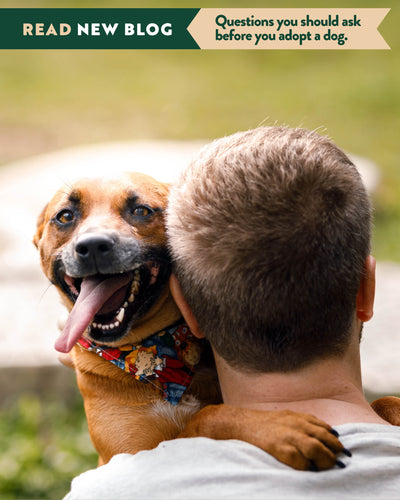 6 Things To Consider Before Adopting A Dog