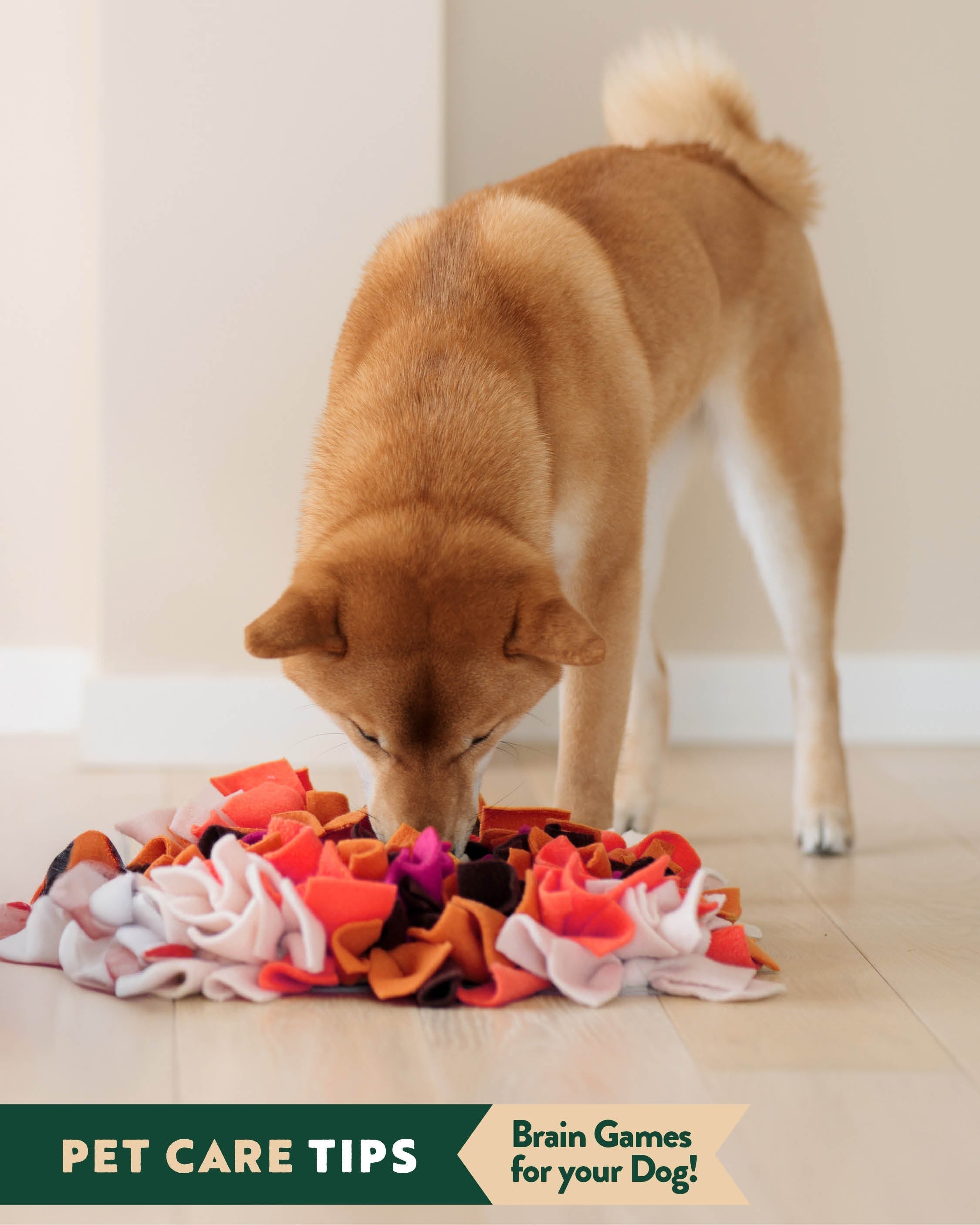 Stimulating Brain Games to Play with Your Dog