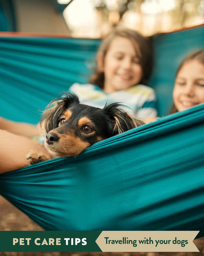 PET CARE TIPS: Travelling With Your Dog