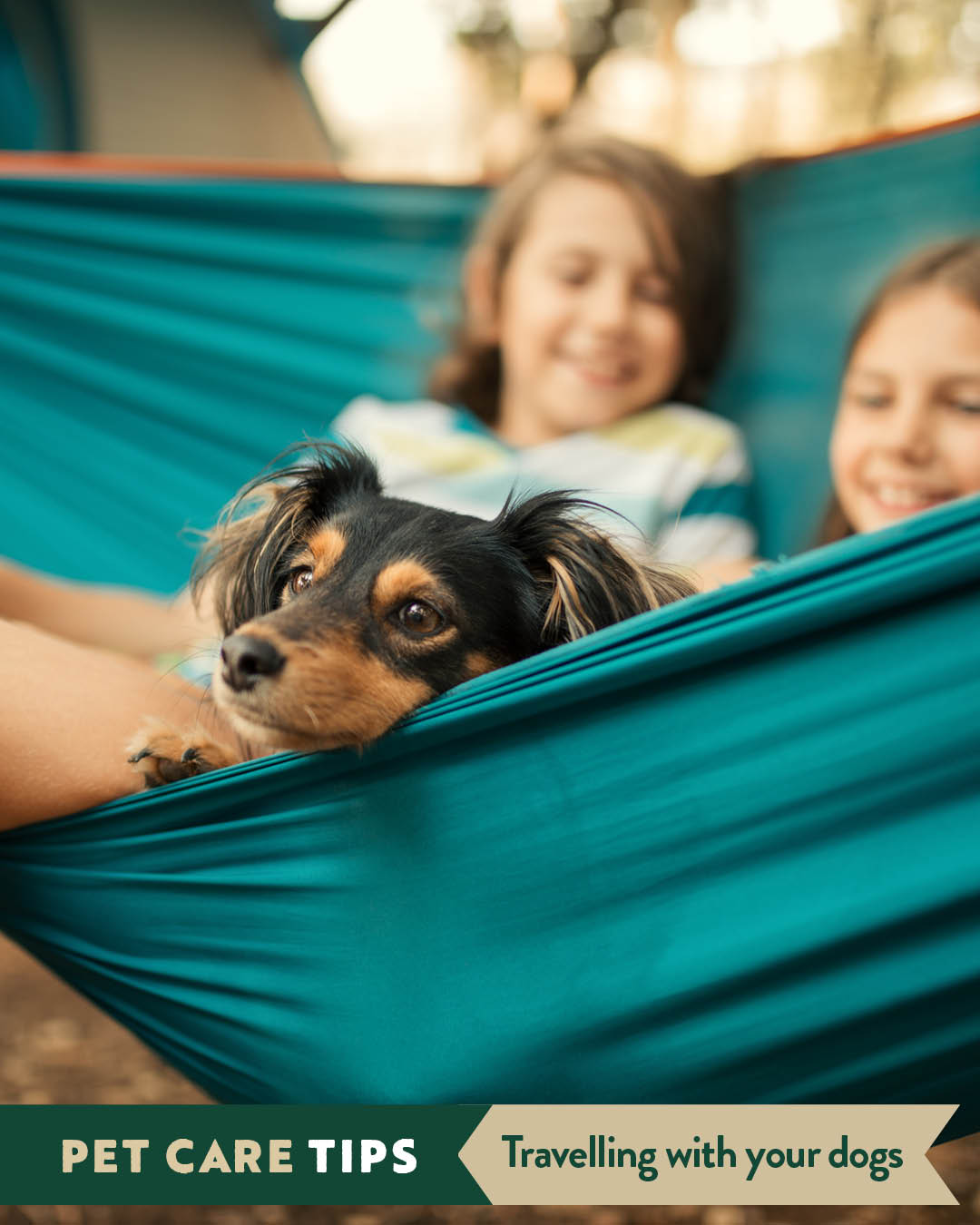 PET CARE TIPS: Travelling With Your Dog