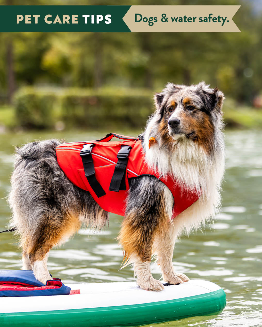 5 Tips to Water Safety for Dogs