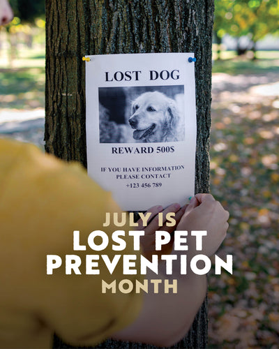 Loss Prevention Month: 10 Tips to Help Keep your Dog Safe this Summer