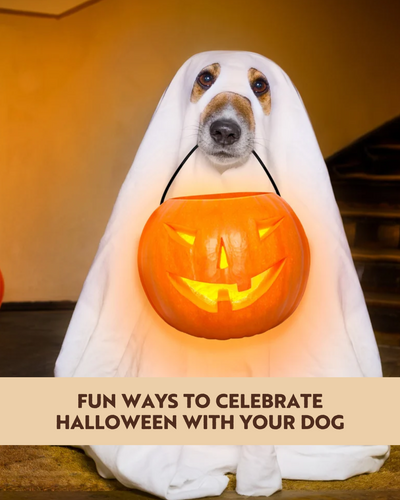 Fun Ways to Celebrate Halloween With Your Dog