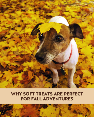 Why Soft Treats Are Perfect for Fall Adventures