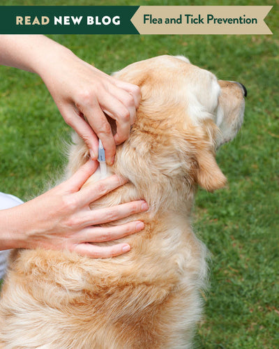 Tick and Flea Prevention for Your Furry Best Friend