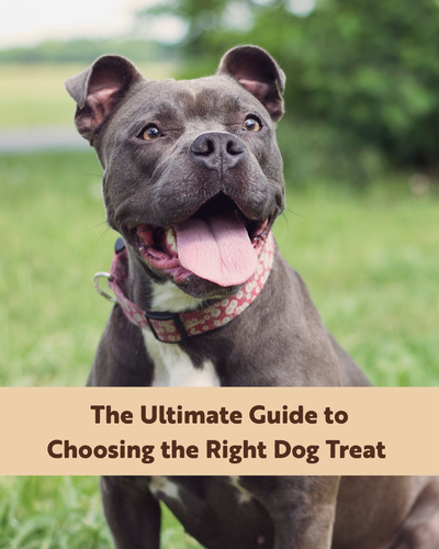 The Ultimate Guide to Choosing the Right Dog Treat